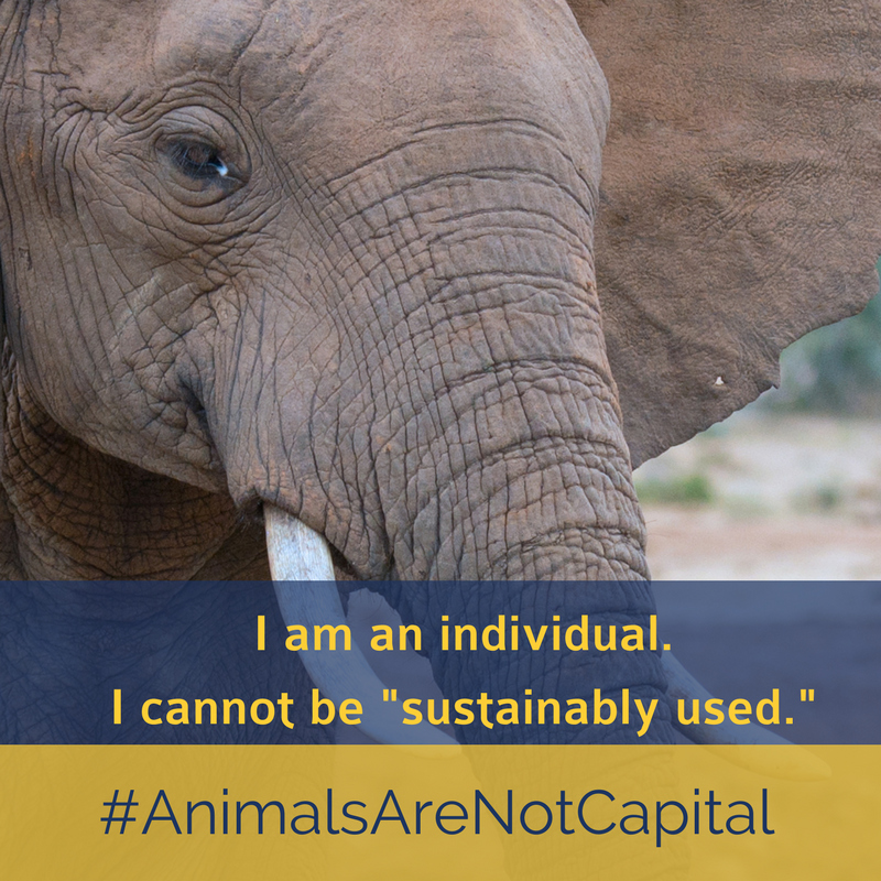 AnimalsAreNotCapital ELE