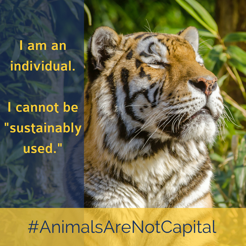 AnimalsAreNotCapital TIGER