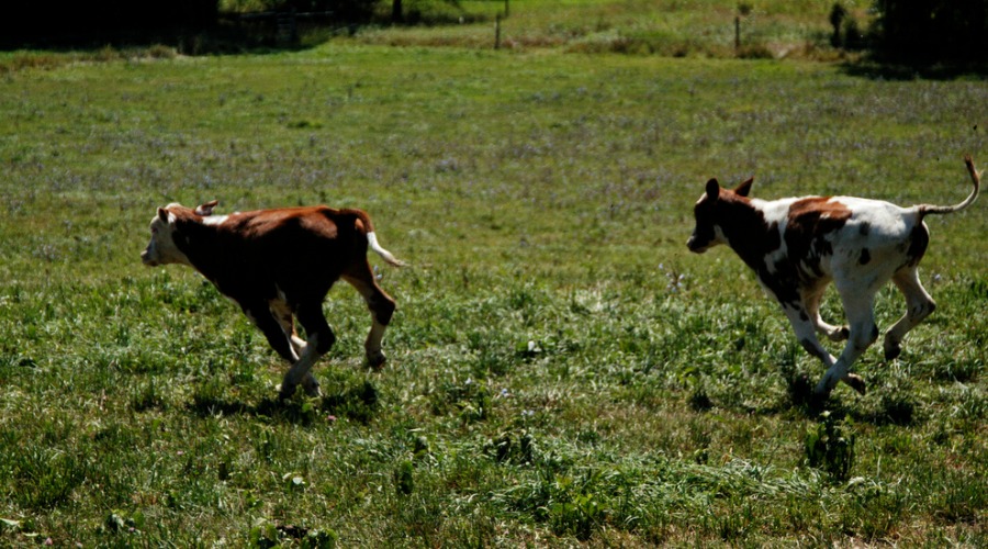 calves