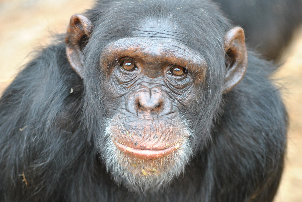 chimpanzee