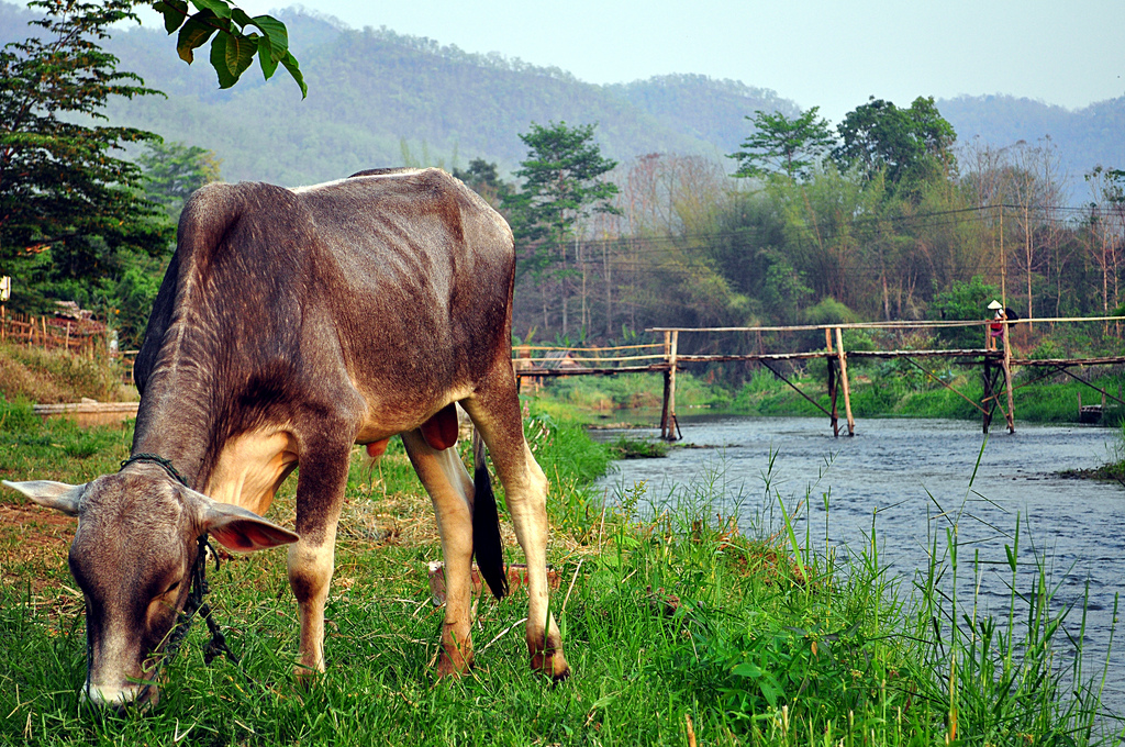 cow grazing river