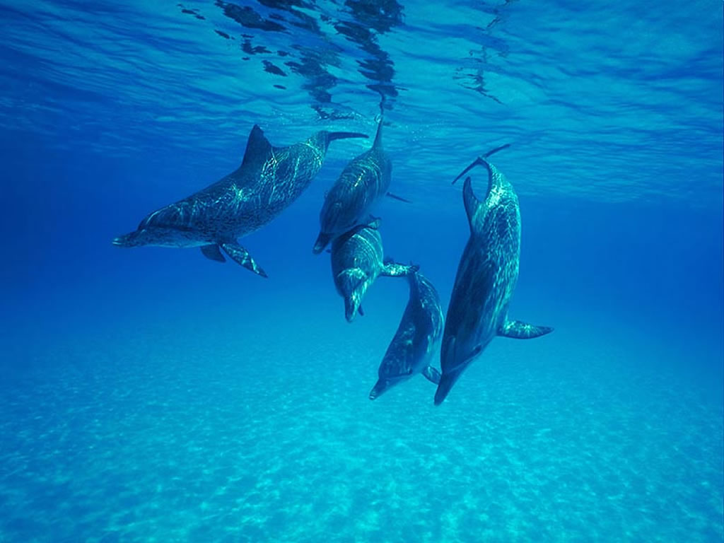 dolphins