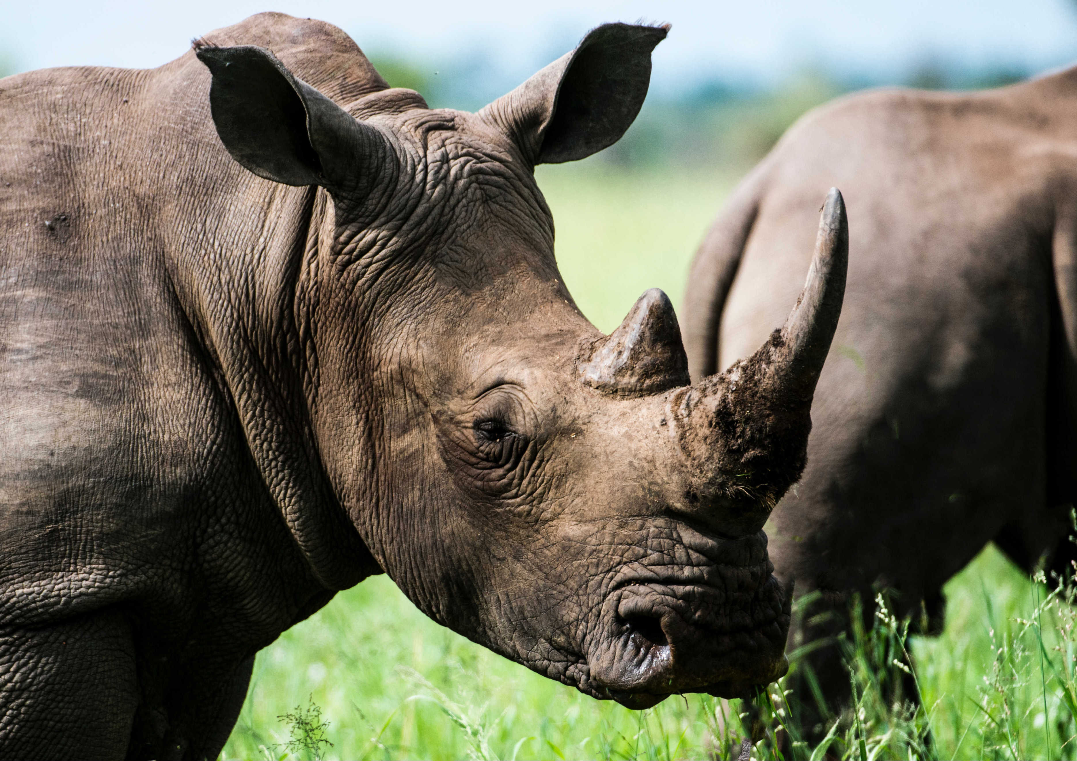 gray rhino in macro photography 677974 1 1