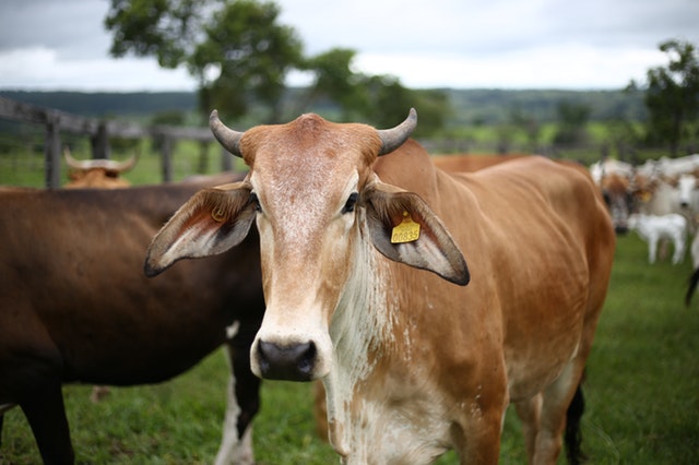 agriculture animal bull 2191425