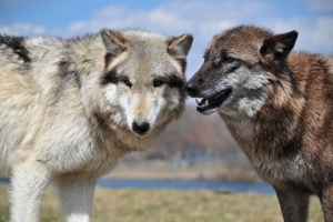 Beyond Words: A New Book About What Animals Think and Feel