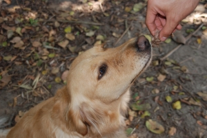 BuscaFuska Aims to Help Shelters Save More Animals Around the World