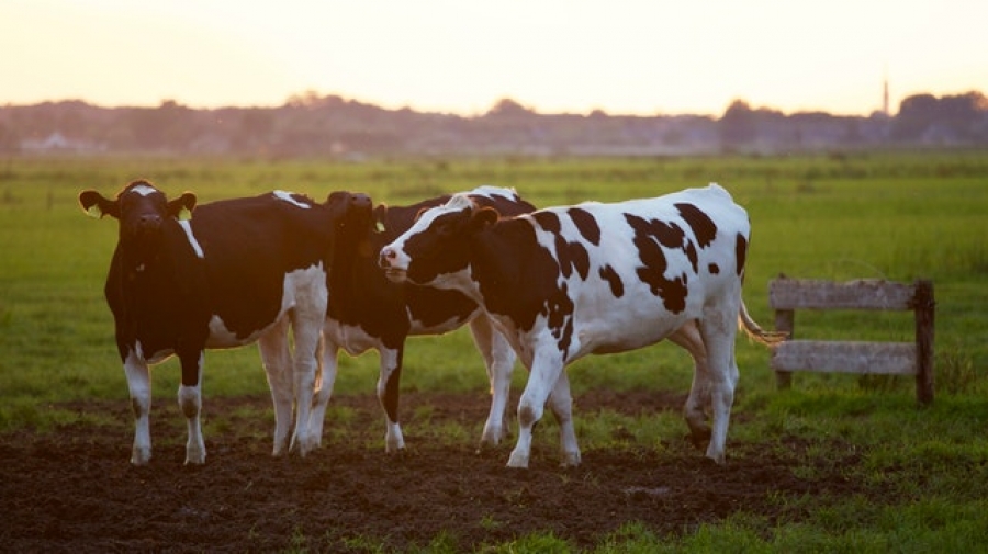 Accelerated action and transformative pathways: High time to integrate animal welfare into the decade of action for sustainable development